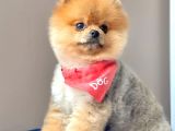 Safkan Yetişkin Pomeranian Boo