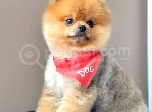 Safkan Yetişkin Pomeranian Boo görsel