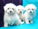 Orjinal 0 Numara Kızımız Ve Oğlumuz Maltese Terrier