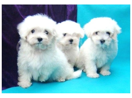 Orjinal 0 Numara Kızımız Ve Oğlumuz Maltese Terrier