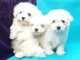 Orjinal 0 Numara Kızımız Ve Oğlumuz Maltese Terrier