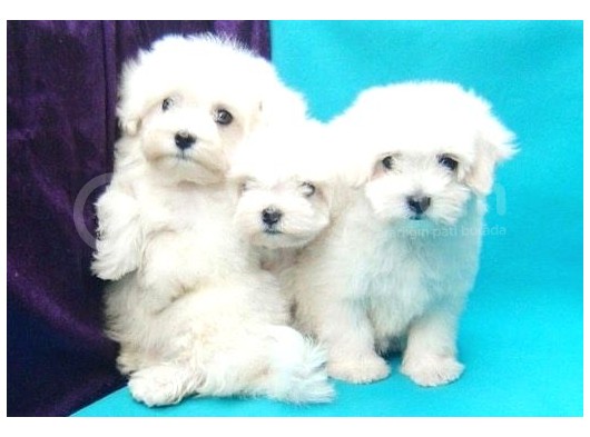 Orjinal 0 Numara Kızımız Ve Oğlumuz Maltese Terrier görsel