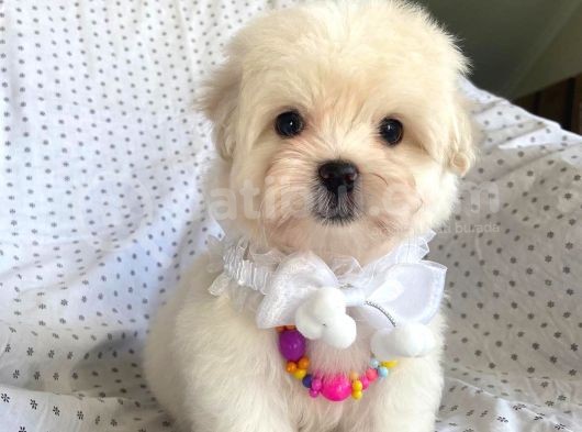 Orjinal 0 Numara Oğlumuz Maltese Terrier