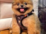 Safkan Yetişkin Pomeranian Boo