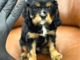 Three Color King Charles Cavalier Yavrularımız