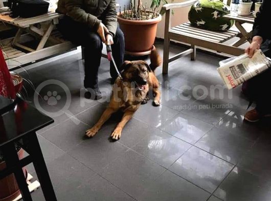 Aci̇l Yuva Belçi̇ka Kurdu Kirmasi İlani görsel