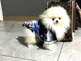 Pomerian Boo Teddy Bear