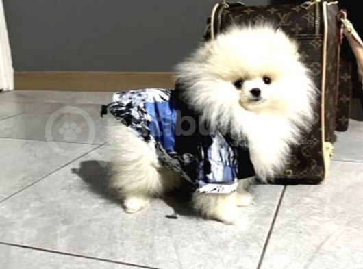 Pomerian Boo Teddy Bear