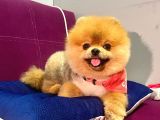 Safkan Yetişkin Pomeranian Boo