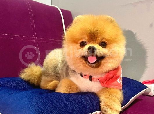 Safkan Yetişkin Pomeranian Boo