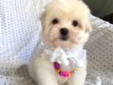 Orjinal 0 Numara Oğlumuz Maltese Terrier