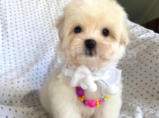 Orjinal 0 Numara Oğlumuz Maltese Terrier görsel