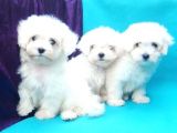 Orjinal 0 Numara Kızımız Ve Oğlumuz Maltese Terrier