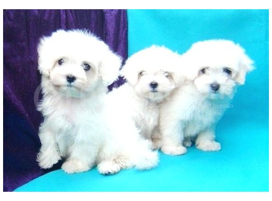 Orjinal 0 Numara Kızımız Ve Oğlumuz Maltese Terrier görsel