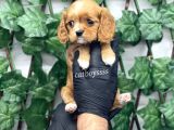 Sevimli Ruby Cavalier King Charles Yavrularımız