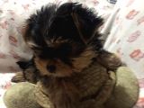 Tea Cup York Shire Terrier