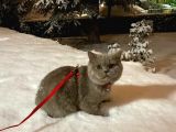 7 Aylık British Shorthair