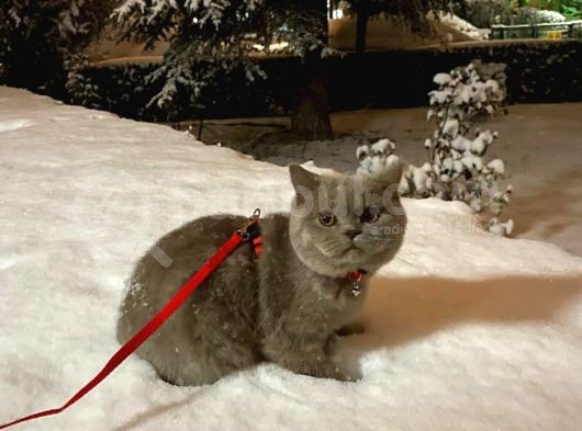 7 Aylık British Shorthair