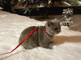 7 Aylık British Shorthair