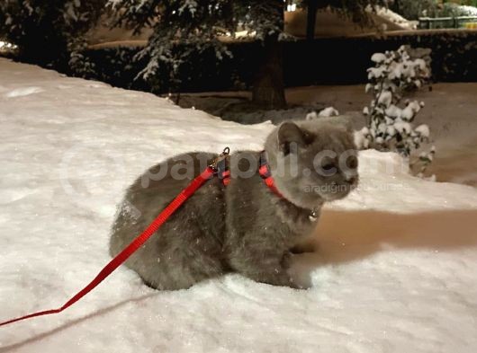 7 Aylık British Shorthair görsel