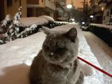 7 Aylık British Shorthair