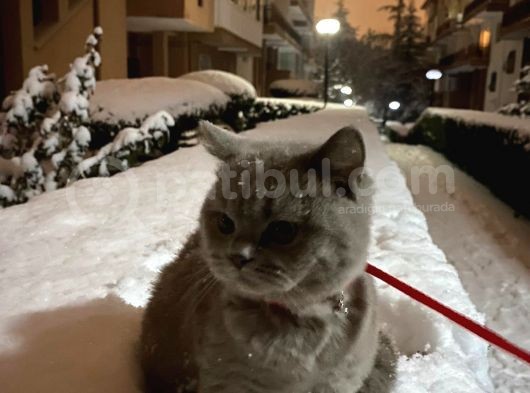 7 Aylık British Shorthair görsel