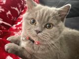 7 Aylık British Shorthair