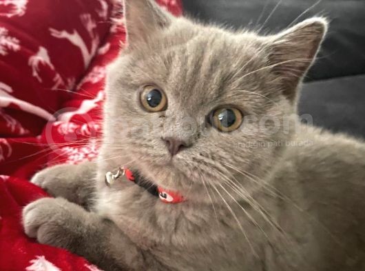 7 Aylık British Shorthair görsel