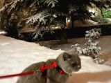 7 Aylık British Shorthair