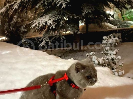 7 Aylık British Shorthair görsel