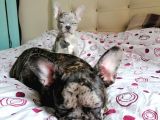 Black & Bblue Merle Bebekler