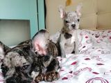 Black & Bblue Merle Bebekler