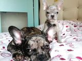 Black & Bblue Merle Bebekler