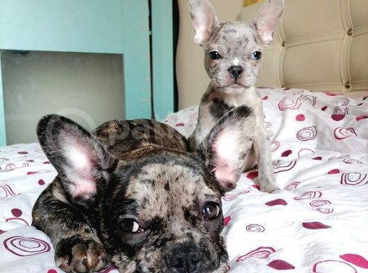 Black & Bblue Merle Bebekler