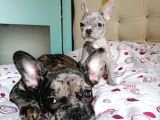 Black & Bblue Merle Bebekler