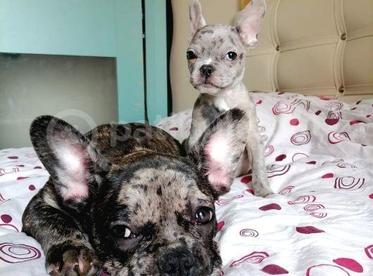 Black & Bblue Merle Bebekler görsel