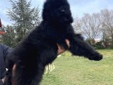 Labradoodle