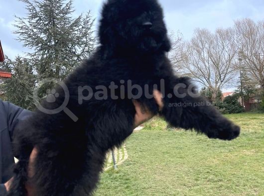 Labradoodle
