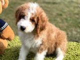 Giant Poodle