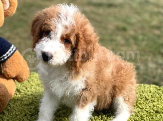 Giant Poodle görsel