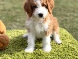 Giant Poodle