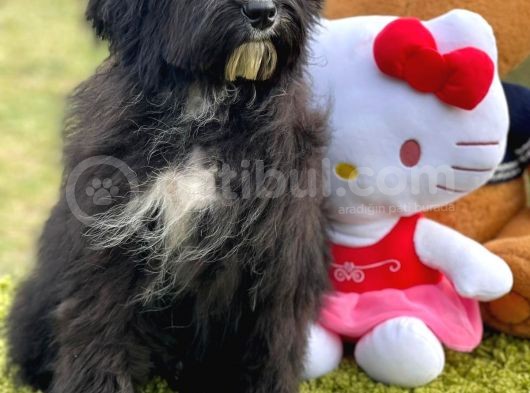 Labradoodle görsel
