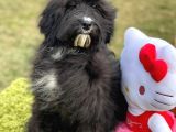 Labradoodle