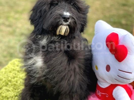 Labradoodle görsel