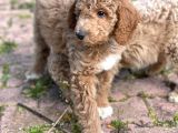 Giant Poodle