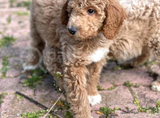Giant Poodle görsel
