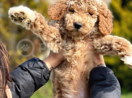 Giant Poodle görsel