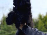 Labradoodle