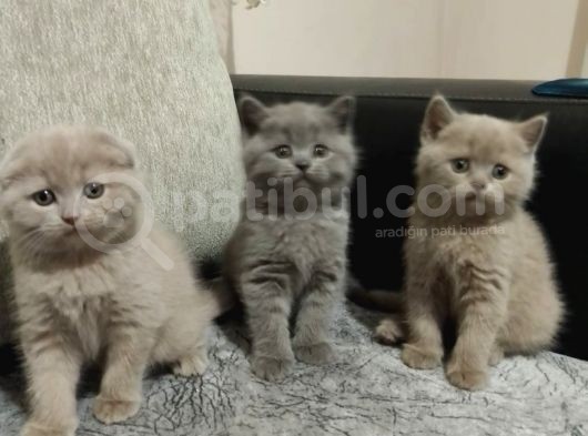 Son Yavrumuz Yeni Yuvasını Arıyor görsel