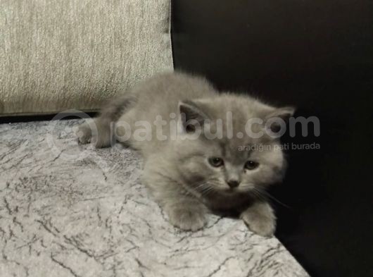 Son Yavrumuz Yeni Yuvasını Arıyor görsel